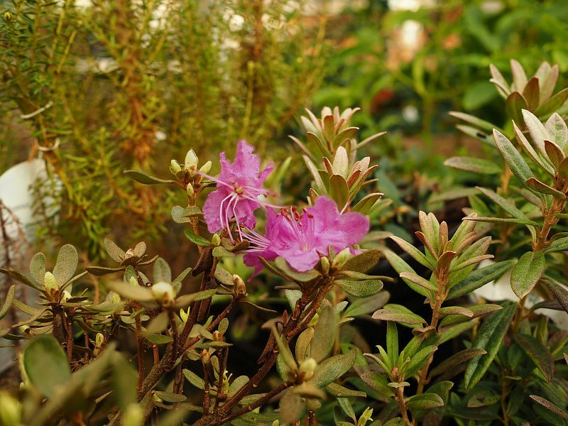 Rhododendron lapponicum Parvifolium Group from Siberia